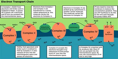 etc cycle ppt